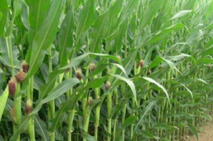 玉米从种到收一共要施几次肥 如何科学施肥